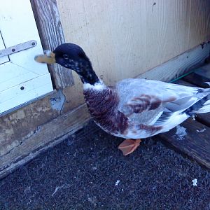 Dundee Duck (not done moulting)