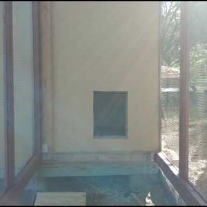 Pop door cut out for breeder pen.
