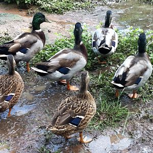 Here are our duckies almost grown. We do have one more girl who was being camera shy.