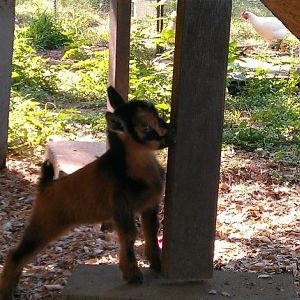 Meet the newest member of the crazy acre. This is Faunus. He was 3 days old in the picture. Yes he is standing next to a 2x4. He will stay small.