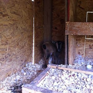 HE likes to sleep in the corner of the chicken coop.