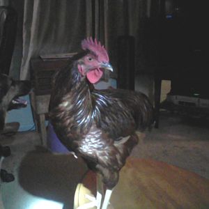 Yes he's in the house.  It was dark outside and I wanted to get some pictures.