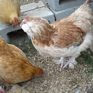 lighter pullet