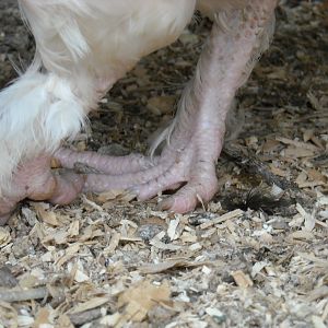 light pullet's toes