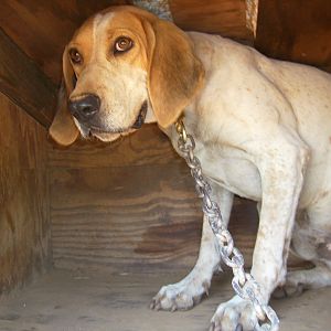 This is Grizzly. He got in the house, I tried to put a lead on him to get him out, and he wasn't having it. He is skiddish of women. Very shy.