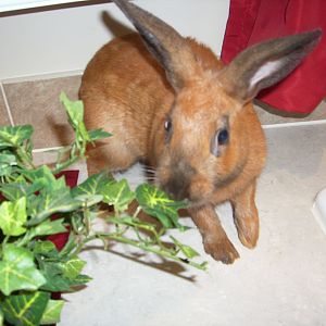 Louie realizing the plant is fake.