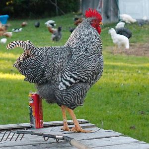 Nice barred rock rooster watching over the flock