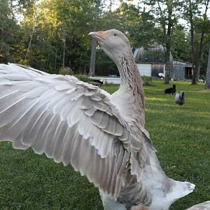 Buff Dewlap Toulouse spreading her wings.