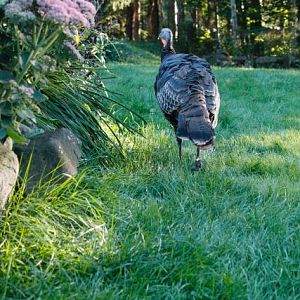 Eastern Wild Turkey