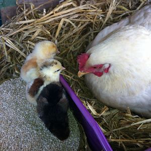 Day old Chicks..Mum telling them not to sit in their food!