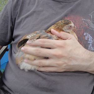 Luna in my hubby's arms. She was falling asleep. We think she is a Maran and Americana mix.