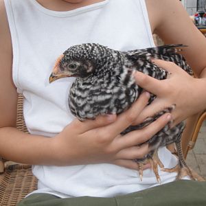 This is Thyme. She is in the arms of her owner my 6 year old son. She looks like a Cuckoo Maran or a Barred Rock. What do think?
