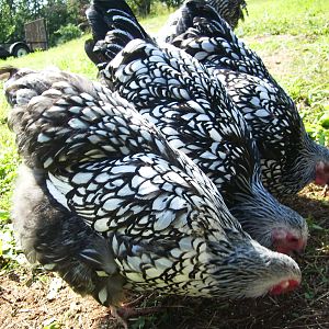Jordan, Lemon and Lou Lou grazing in a row. Three sisters that stick together like glue.