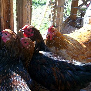 The three of them waiting to get out to free range. Check out Red in the other run looking at them like "what is your problem?"