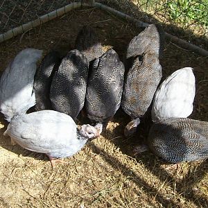 Please note all the grass on the outside of their kennel. They wiped it out eating it. We keep moving the kennel over two feet to give them new grass.