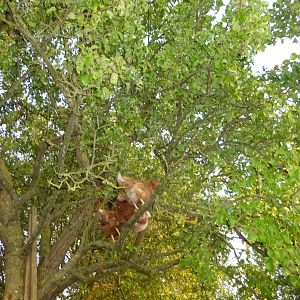 my hens in our apple tree