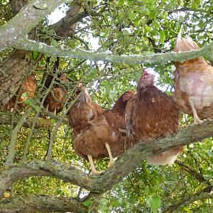 my chickens in a tree