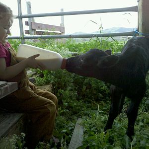 My daughter's calf, "Goat"