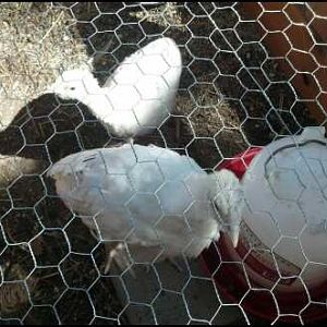 Thanksgiving birds for 2012