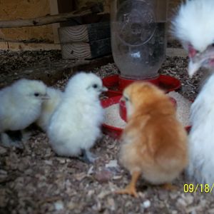 hatched on 9/16/12