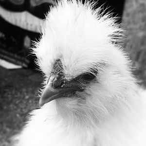 Chalupa young white bearded silkie cockerel. (4/months)