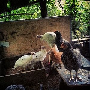 My Bearded Mille fleur as a pullet.