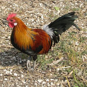 My Happy Rooster "Pedro"