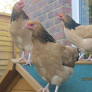 Issy, Babs and Rosie posing on the hen house roof.