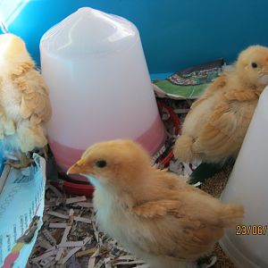 My girls as babies (hatched in an incubator)