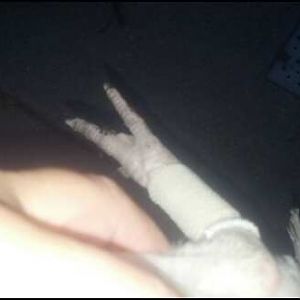 Drumsticks new cast, amazing what you can do with a tampon applicator, guaze and elasticon tape. He can walk on it now.