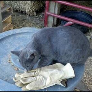 Jagger, he can smell the calfs milk on my glove.
