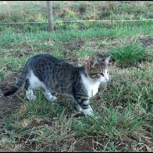 Mostly. He got his name because he was picked up by a hawk when he was a month old. I found him a 3 days later near our orchard mostly dead. Vet said he wouldnt have survived the night. Lucky kitty, 1 life spent :)