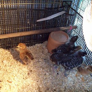 Welsummers 3 weeks  1 roo 2 pullets  Dominiques 4 weeks 3 pullets