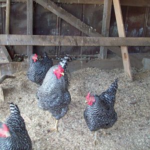 Should have named him Hollywood