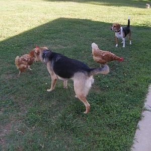 One of the first free times for the dogs and chickens.
