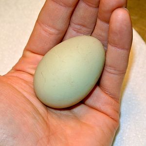 Our first easter egger's egg from Dr. Pepper a 22 1/2 week old pullet.