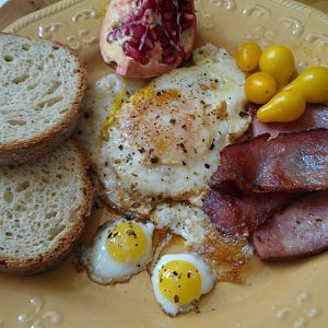 Gourmet breakfast thanks to our little Bobwhites!  I have had coturnix eggs before and loved them, but these were like a little pop in the mouth and absolute heaven!  We had them with pomegranates off our own tree, our own pear tomatoes, uncured bacon, ham,  and free range chicken eggs.
