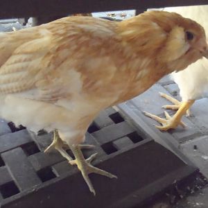 Spud, our Ameraucana: 9 weeks