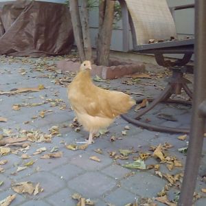 Boca, our Buff Orpington: 9 weeks