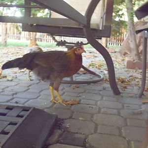 Bugsy, our Brown leghorn 11 weeks