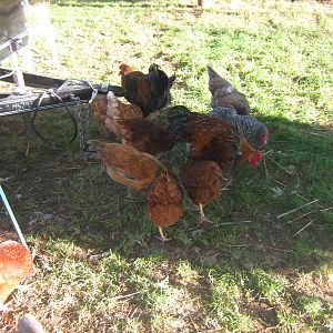 Ricky and the girls  looking for some bugs!!!Fred didnt want his picture took!