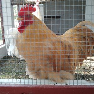 Goldie (Oval Office)