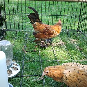 Bonnie and Klyde (House not built yet)