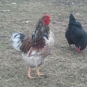 Valentino and one of the black stars