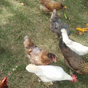 Here chick, chick, chick