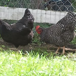 Black star and barred rock