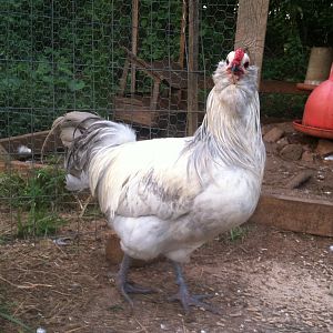 Lav Columbian Roo