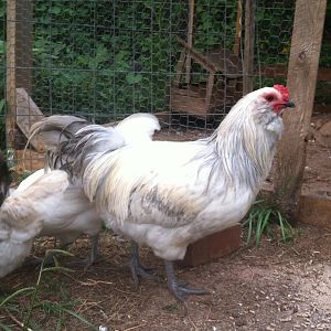 Lav Columbian Roo