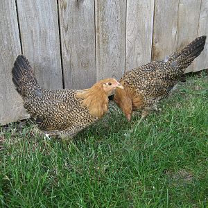 Sicilian Buttercups 2 months old.