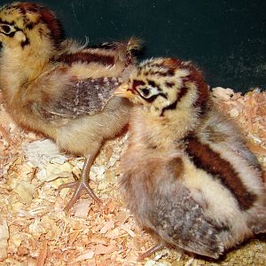 Sicilian Buttercups at a few days old.